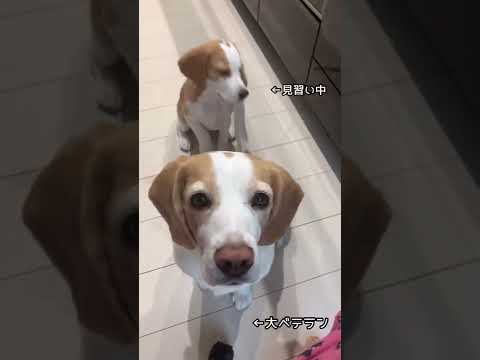 初ショート動画✨🐶🐶