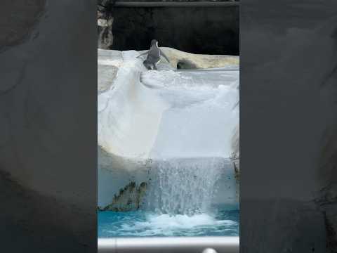 まったりペンギン　日本平動物園