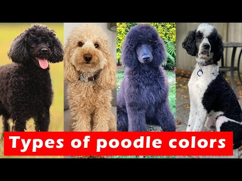 Different Types of Poodle Colors / Types of Poodle Colors