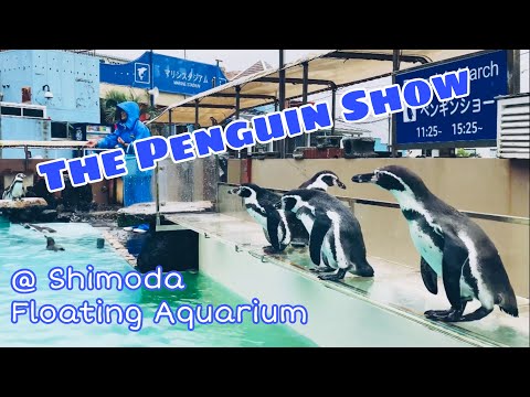 Penguin Show | Shimoda Floating Aquarium | Shizuoka-ken, Japan