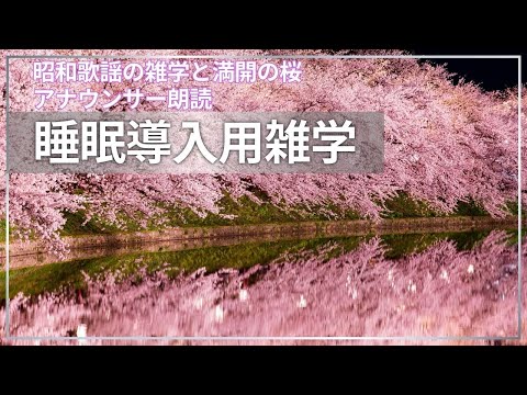 【睡眠導入用】【雑学】【昭和歌謡の雑学】と【桜散る】映像とともに