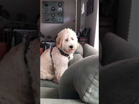 突然のハプニングに何度もママを見つめる子犬の姿が愛らしい#Shorts#Goldendoodle