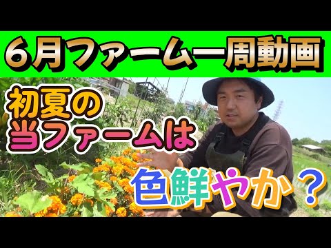 【家庭菜園】畑で何育ててるかリクエストがあったので散歩しながら今後の企画など話していきます。【園芸】【夏野菜】【農業初心者】