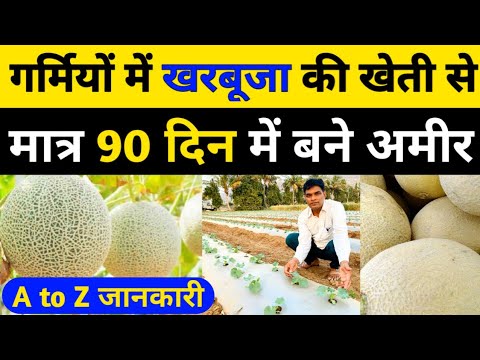 गर्मी में खरबूजा की खेती से मात्र 90दिन में बने अमीर।खरबूजा की खेती।muskmelon farming।kharbuja kheti