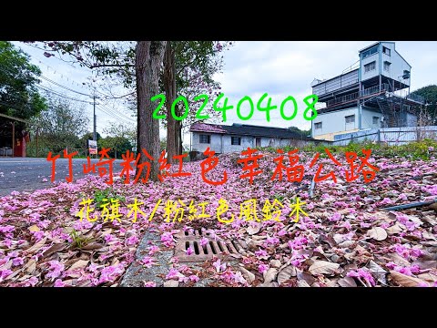 萬ㄟeye台灣20240408竹崎粉紅色幸福公路/花旗木/粉紅色風鈴木/166縣道 /insta360 X3  4K