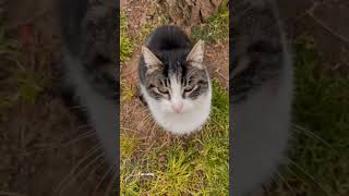 Cute Kitty video ❣️🐈 || #kitty #kittycat #kittygram  @fun26330