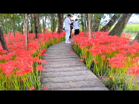 【Red spider lily　やすらぎの林・彼岸花】　岐阜県本巣市　2024年9月28日（土）　　Gifu-Japan