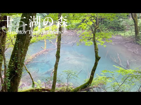 🇯🇵#青森【十二湖の森】白神山地のブナ林に囲まれた湖