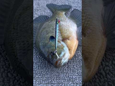 Dropping the spoon down on a huge school of sunfish #bluegill #bluegillfishing #fishingshorts