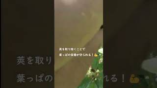 「【栄養満点！】モロヘイヤに咲く意外な花とその後の秘密🌿 #家庭菜園