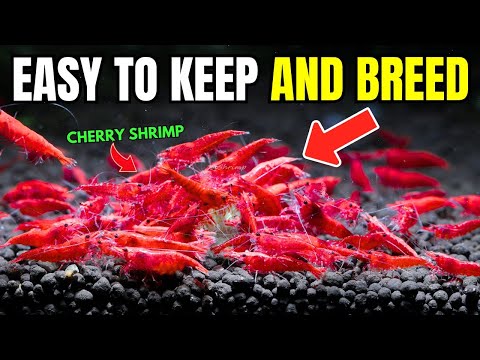 Cherry Shrimp Care Guide: Everything You NEED To Know