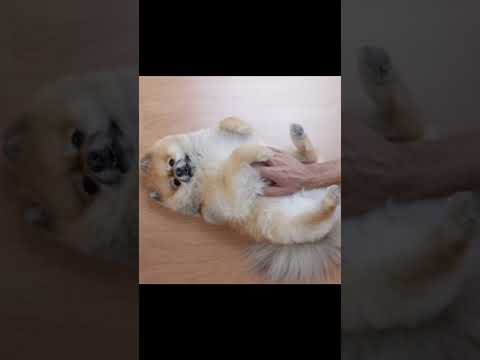 Dogs playing with boy / dog short video #shorts #dog #puppy