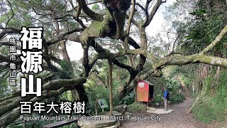 桃園龜山．秋日健行路線～福源山步道，造訪鶯歌百年大榕樹