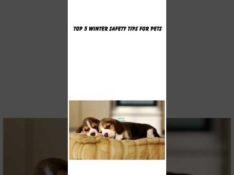 Top 5 Winter Safety Tips for Pets.