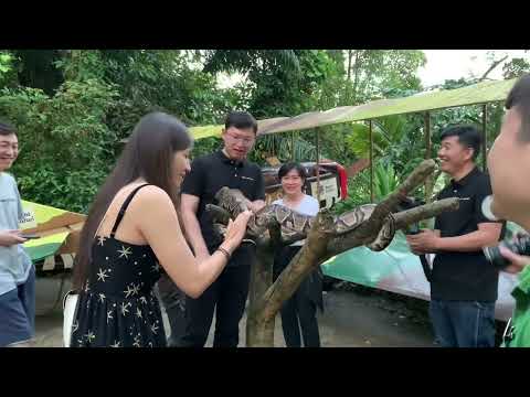 新加坡夜间野生动物园Singapore Night Safari