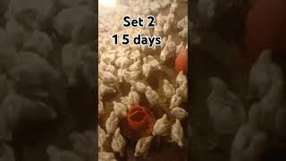 #youtube #chicken #poultrydays #chickenfarming #youtubeshorts #poultry #farmin #15days