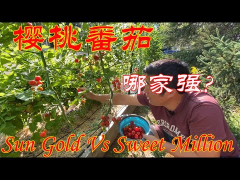 【渔耕笔记】种番茄 | 三种最经典樱桃番茄谁更甜 日常养护 口味测试