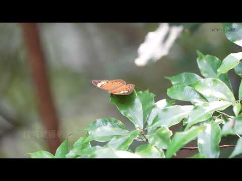 2021 8 29新竹清華大學蝴蝶園 生態攝影音樂 4K60P 1