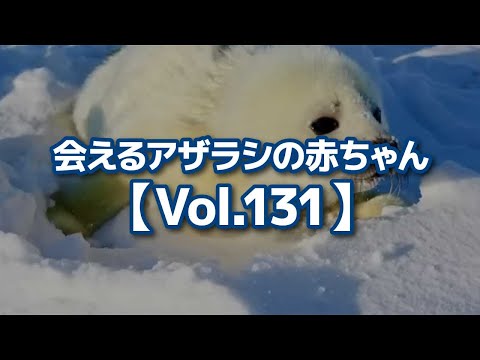 【切り抜き】会えるアザラシの赤ちゃん【Vol.131】