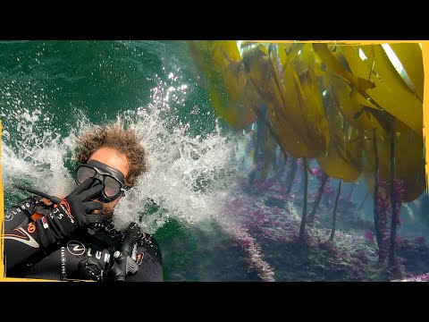 Bringing back the Lost Kelp Forests of Europe - Project Vlog