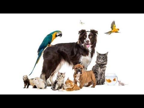 Pets created the world's first adoption of animal entertainment||the best investment project