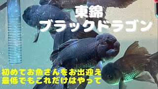 【ブラックドラゴン】初心者必見！初めてお魚をお出迎えする際に気をつける事