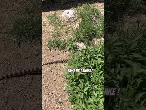 Today on the Homestead: Snake Sighting in the Front Yard! | Colorado Wildlife Encounter #shorts