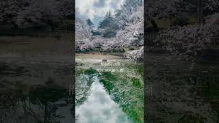 【栃木県小山市】間々田八幡宮の桜が美しい！#栃木県 #栃木県小山市　#桜 #shorts