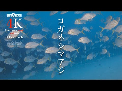 【YouTube魚図鑑 】コガネシマアジ / Golden Trevally