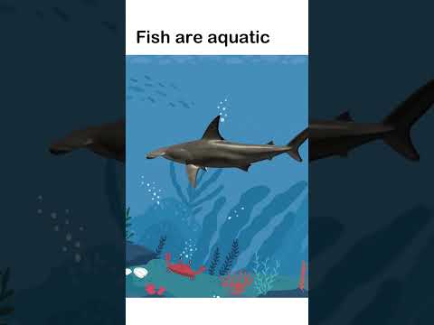 Fish Song | Fish have fins and gills 🐟