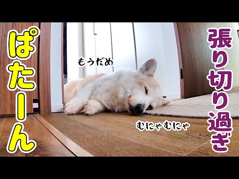 シニア犬がドッグランではっちゃけた結果こうなりました