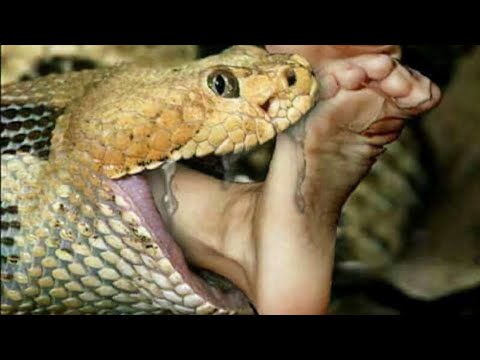 Harvesting  Fruits & Banana Core Goes to the market sell - Mother Snake Found Incubating Eggs