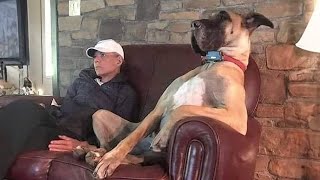 This Great Dane Dog will make you LAUGH ALL DAY 😂