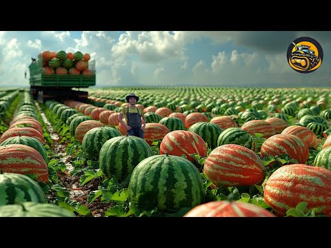 How Watermelon Helps The Whole World Cool Down During The Summer  - Agriculture with Grand Machine