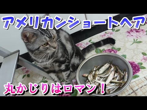 琵琶湖の小鮎釣り！お魚丸かじりはロマン！（アメリカンショートヘア）