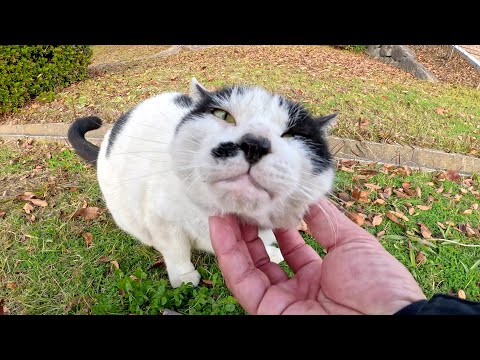 Spotted cat enjoys being touched under the chin by human