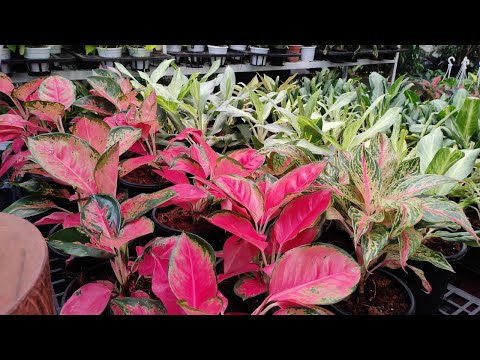 producing 100 aglonema plants from single plant /കൂടുതൽ  aglonema തയ്ക്കൾ ഉണ്ടാകുന്ന സൂത്രം