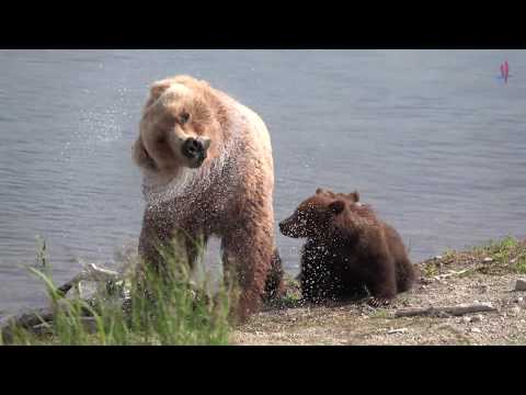 Katmai National Park棕熊捕鮭魚