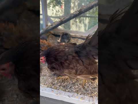 Batam chicks next to serama rooster