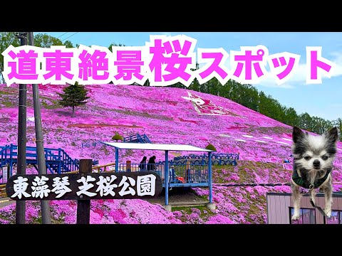 【ひがしもこと芝桜公園】桜満開🌸 道東の絶景桜スポット紹介 芝桜まつり徹底ガイド 網走観光と一緒に