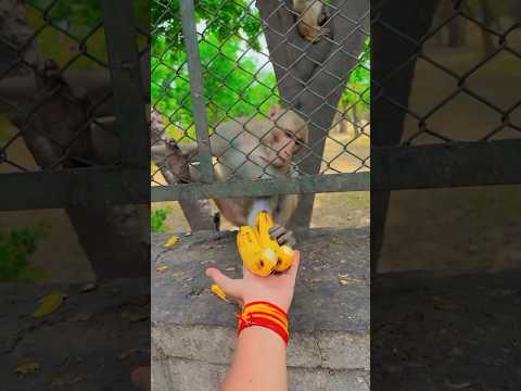 #monkey 🙈🤩😍 #youtubeshortsviral #shoets #terding #shortsfeed #varl #youtubeshorts