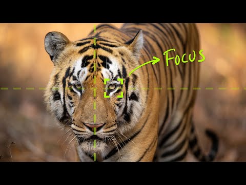 Wildlife Photography Tips and Tricks for Beginners!