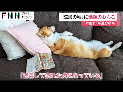 「読書して疲れた犬」が話題　実は「読書の秋」よりも「食欲の秋」　大好物のサツマイモを楽しむ