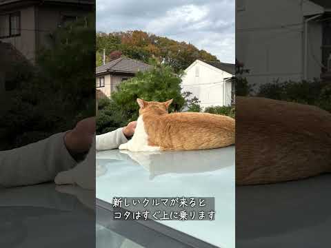 縁側ねこ コタの思い出｜クルマの上が大好き！