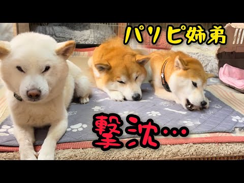 さっきまでのパリピ柴犬姉弟が大将の登場で一瞬でこうなりましたw