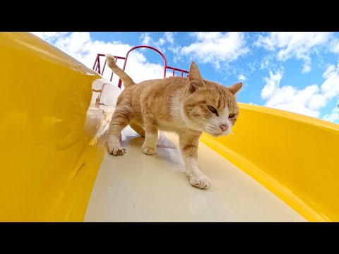 I teach cute cats how to play on the slide