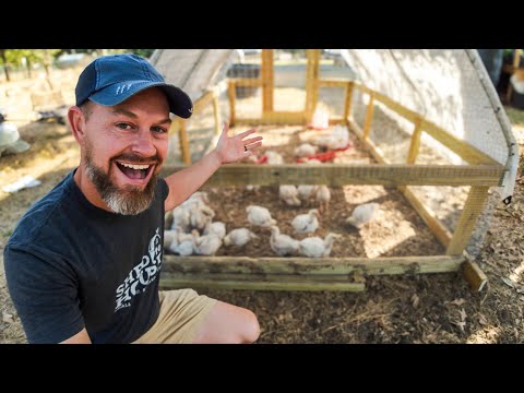 Raising 12 Months of MEAT // Farm Vlog