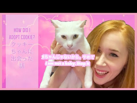 How to adopt a cat in Japan? | 日本で猫の飼い方