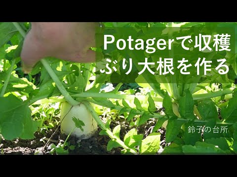 【Vlog】家庭菜園で収穫した野菜で夕飯作り