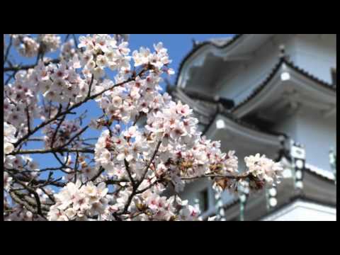 上野公園　桜満開